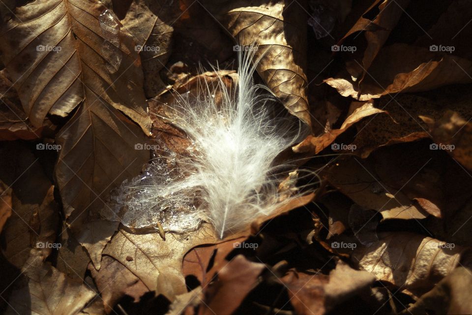 White Feather in brown leaves with pieces of ice