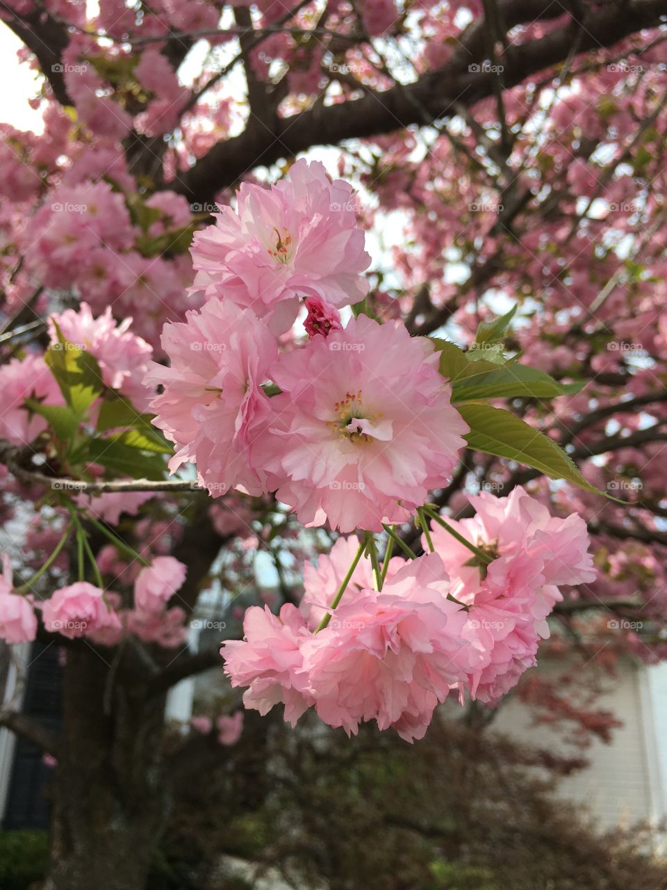 Blossoms in CT in early May