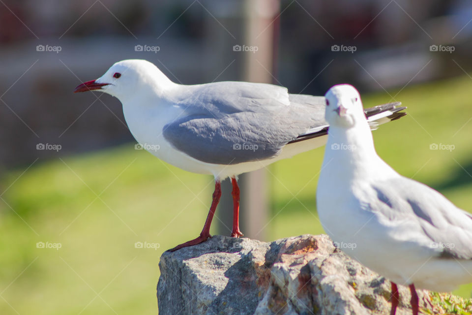 seagulls