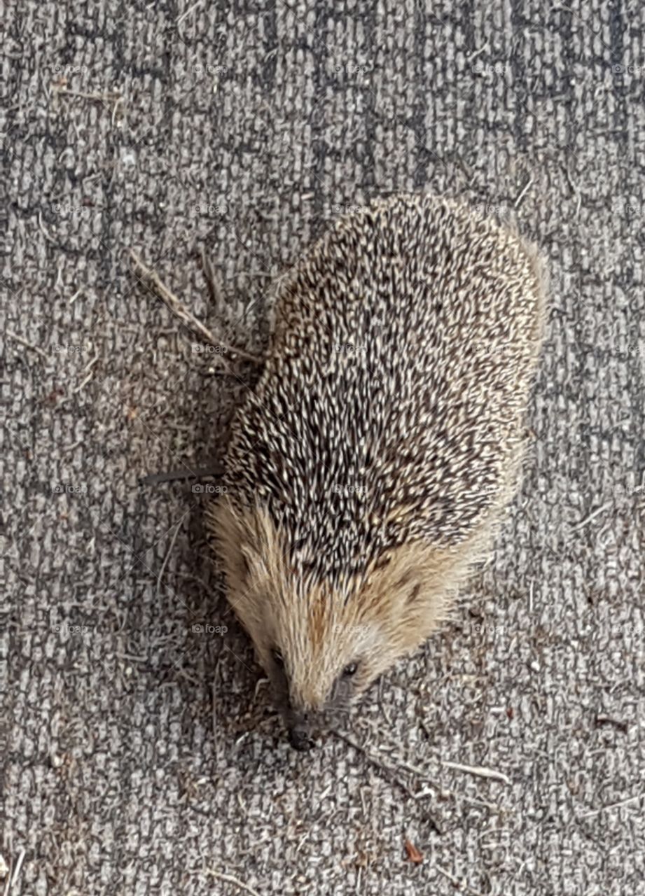 igelkotte🦔
