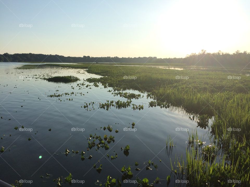 Marshy river