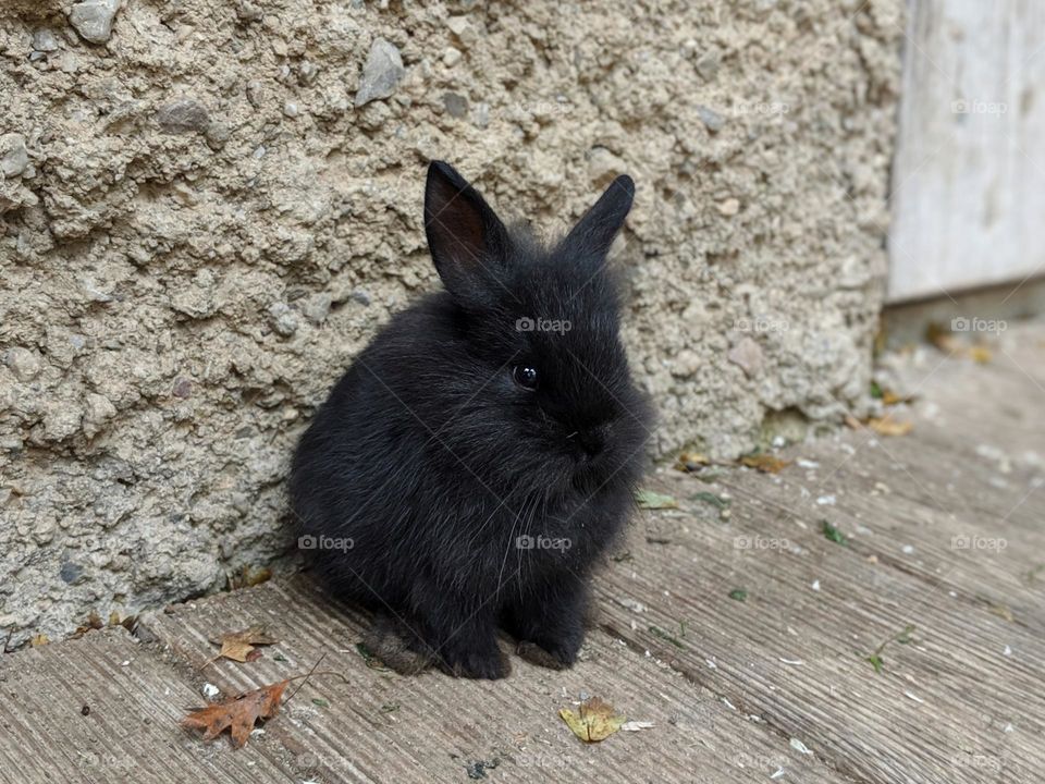black rabbit