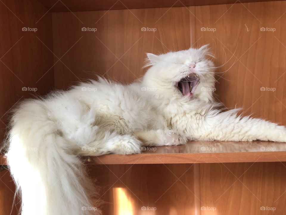 Cute white cat yawning