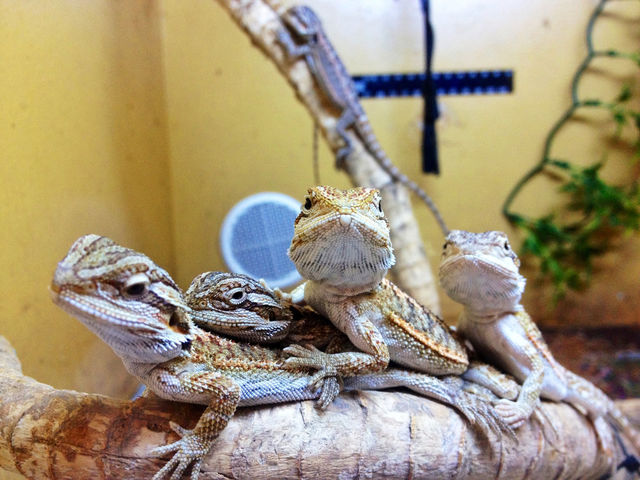 animal lizard reptilian by samrizzo