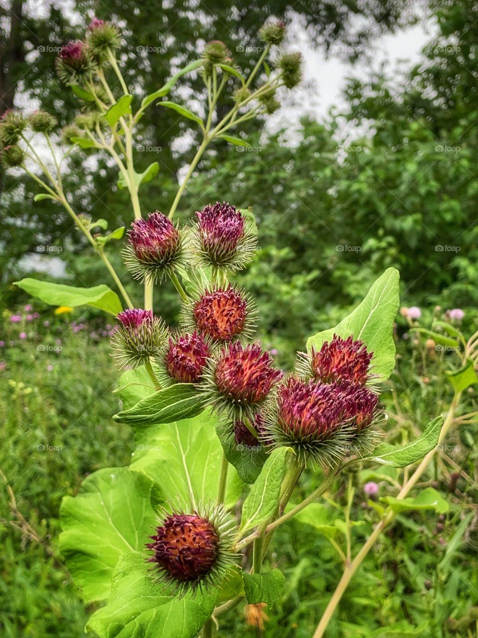 Wildflowers 