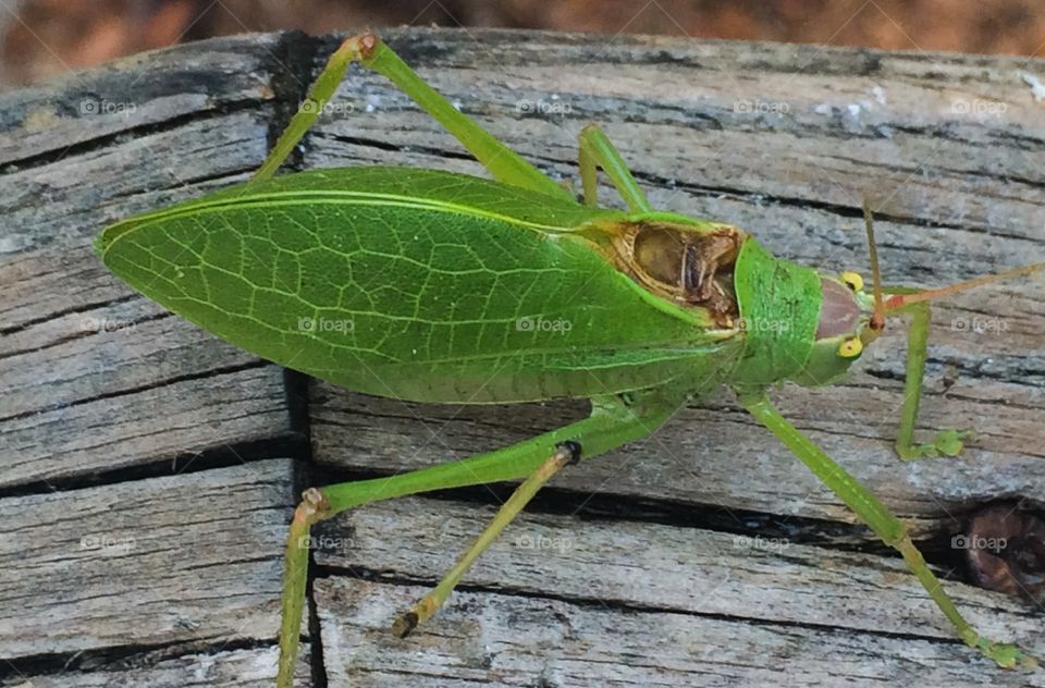 Green green grasshopper 