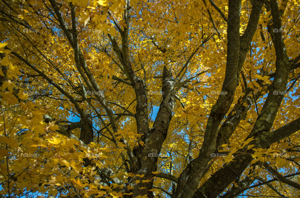 Kent Falls Autumn Tree