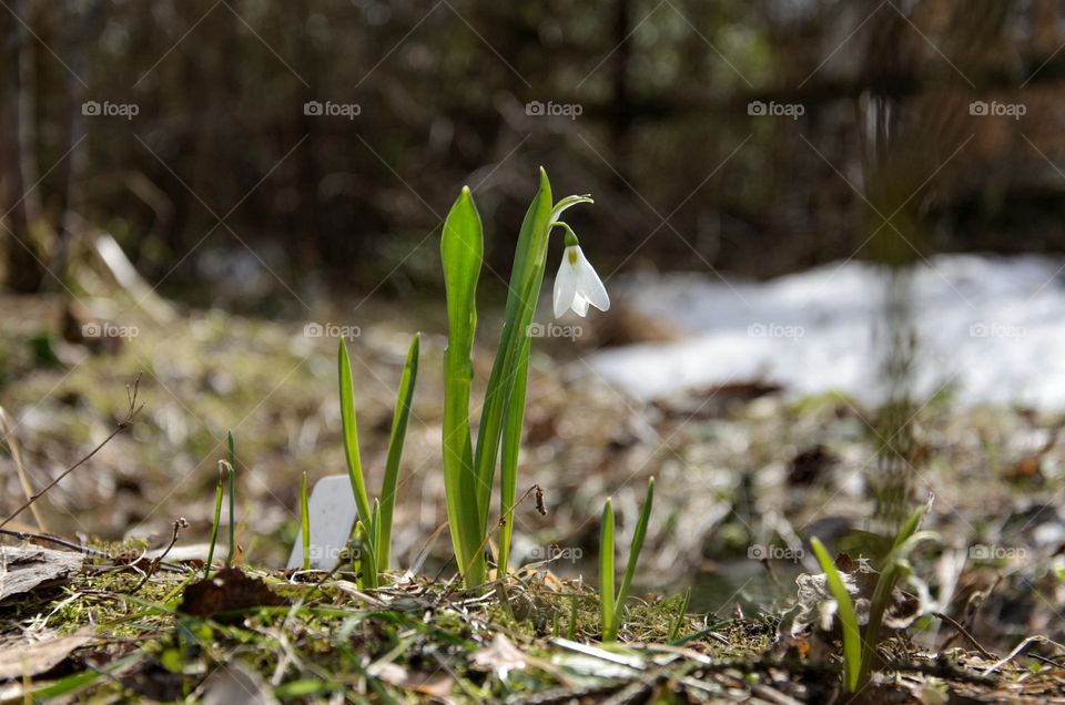 A lonely white galanthus against the background of melting snow.