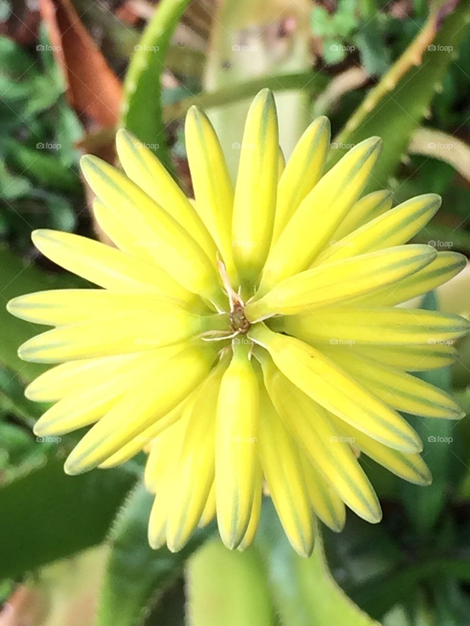 Aloe flower