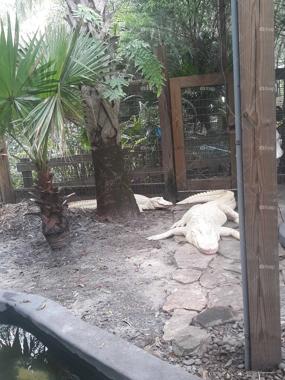 Albino alligators on Wild Florida.
