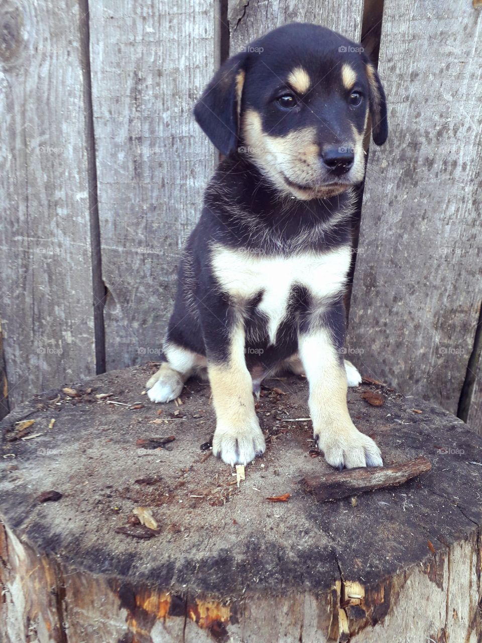 funny puppy on the stump