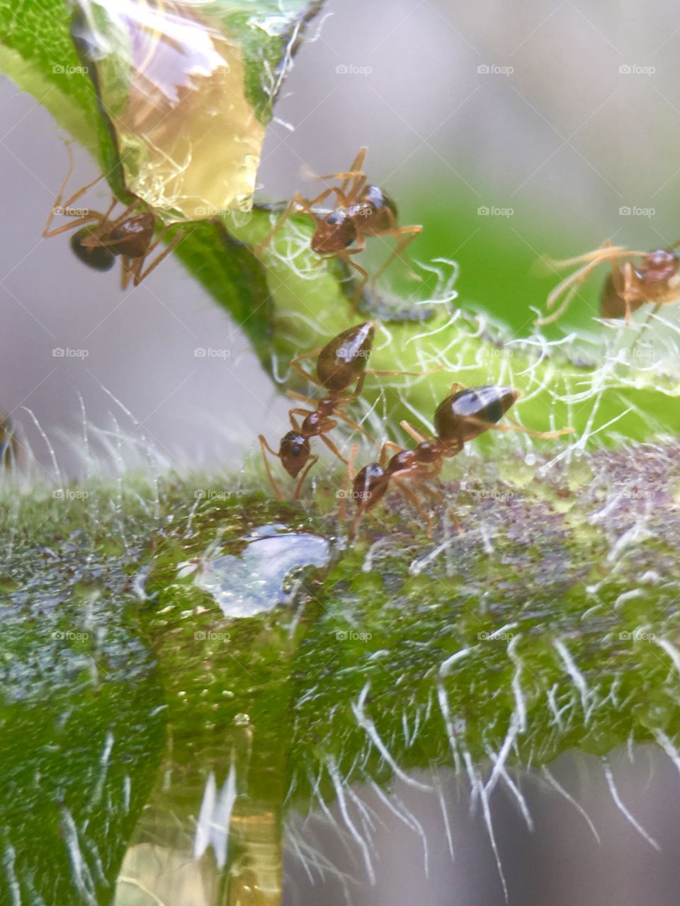 Ants working on some sweets