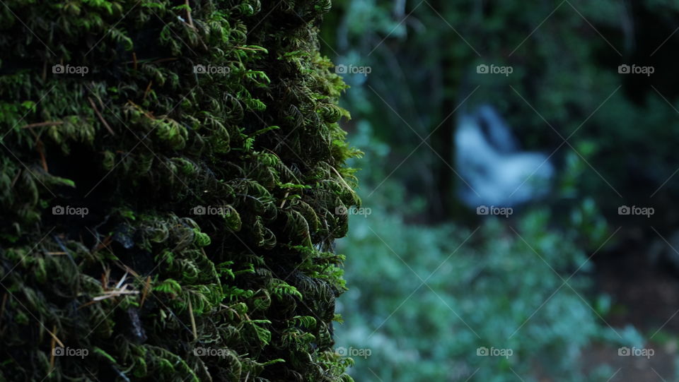 Moss covered tree near a stream in the forest