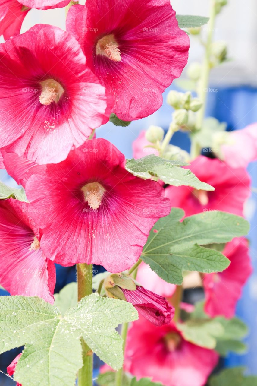 Close-up of pink flowers