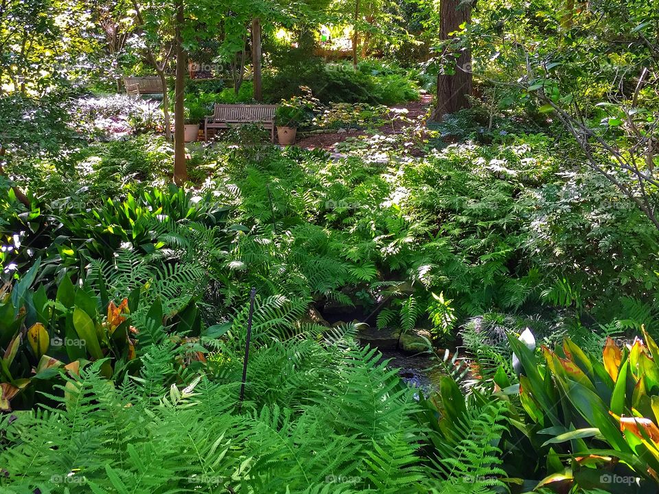 View of secluded fern garden