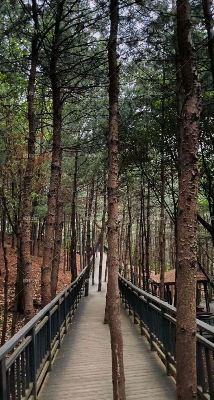 Even if it was hard the tree growth 