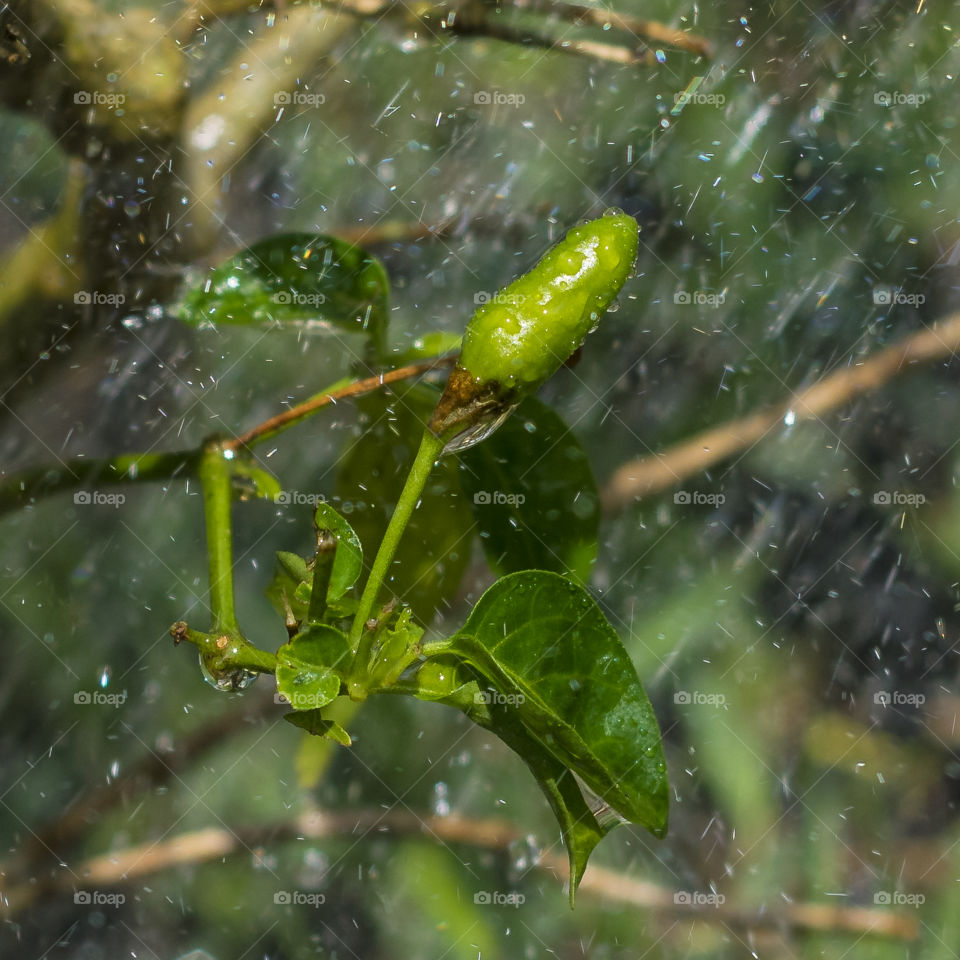 Pepper in the rain