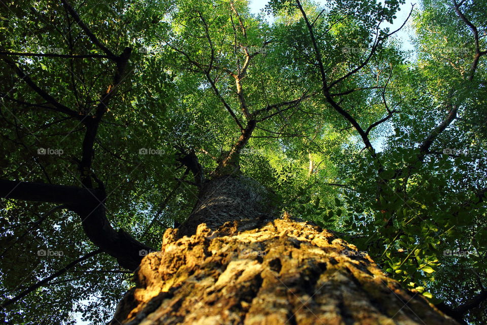 down the tree