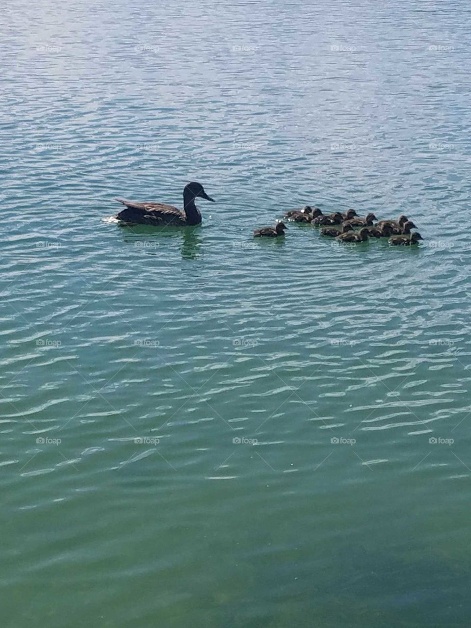 ducks at the park