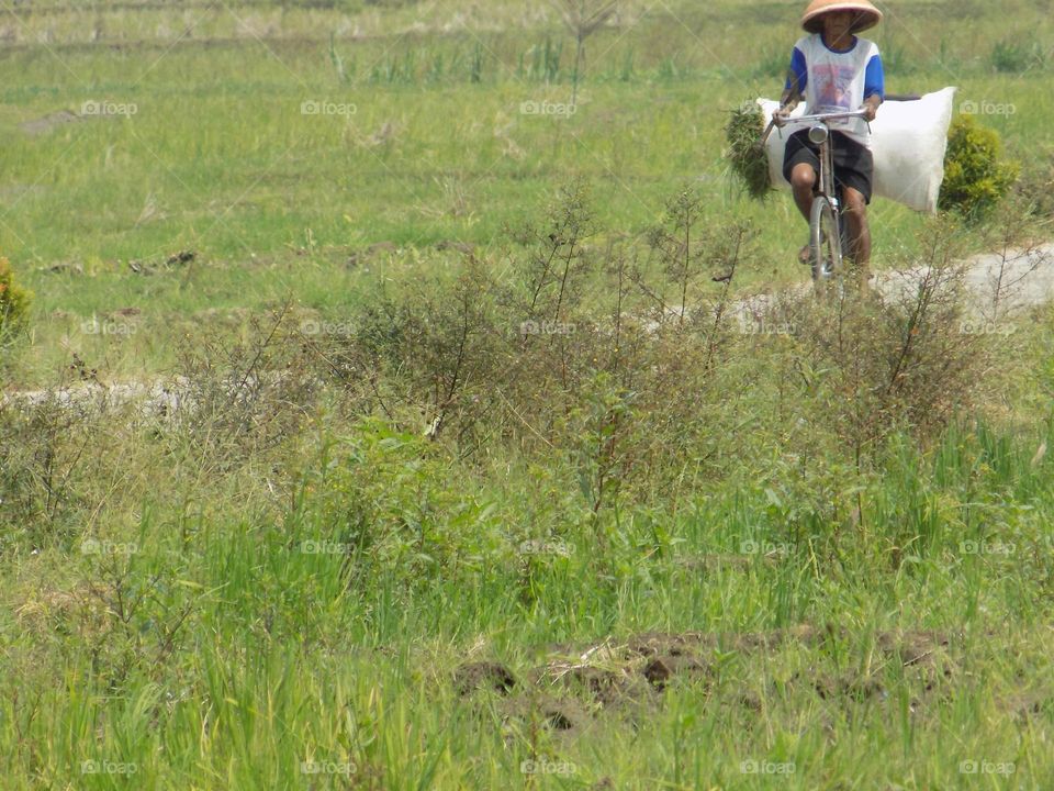 A farmer is riding a bicycle