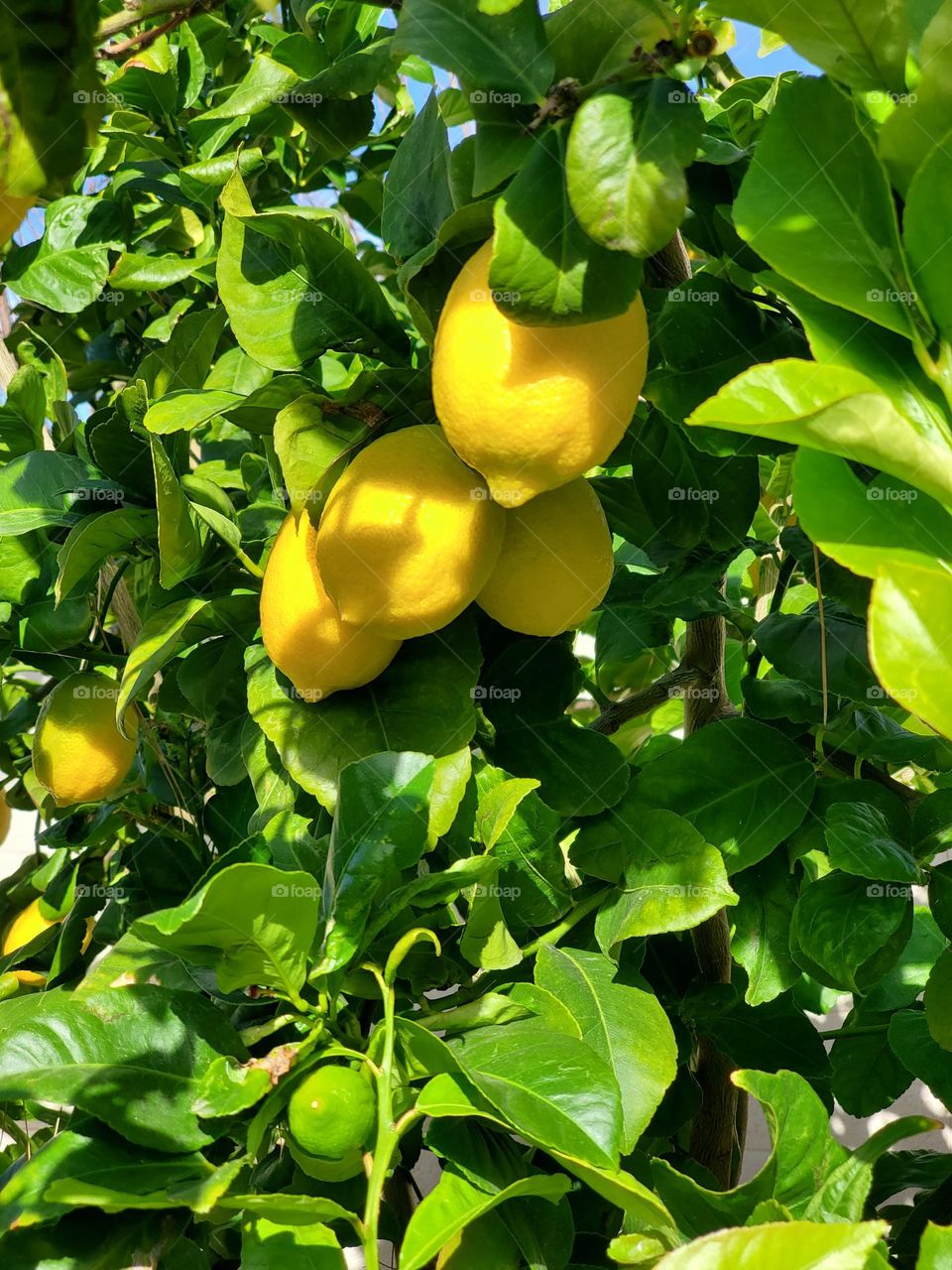 lemon tree