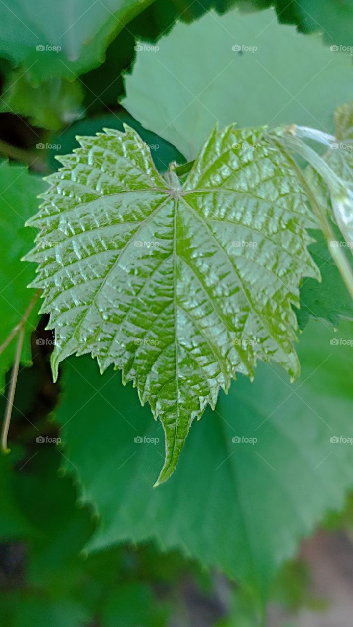 Grape leaf or vine foliage