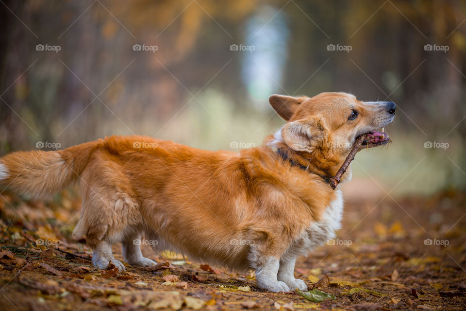 Welsh corgi pembroke in autumn park 