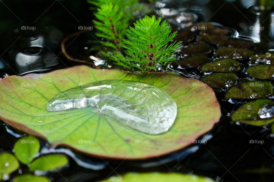 Dew drop on lily pad