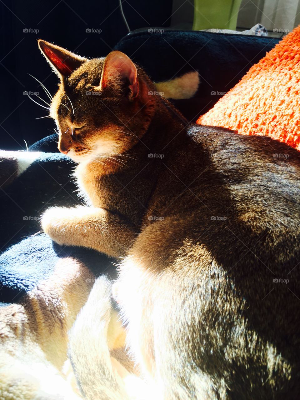 Sunbathing Kitty