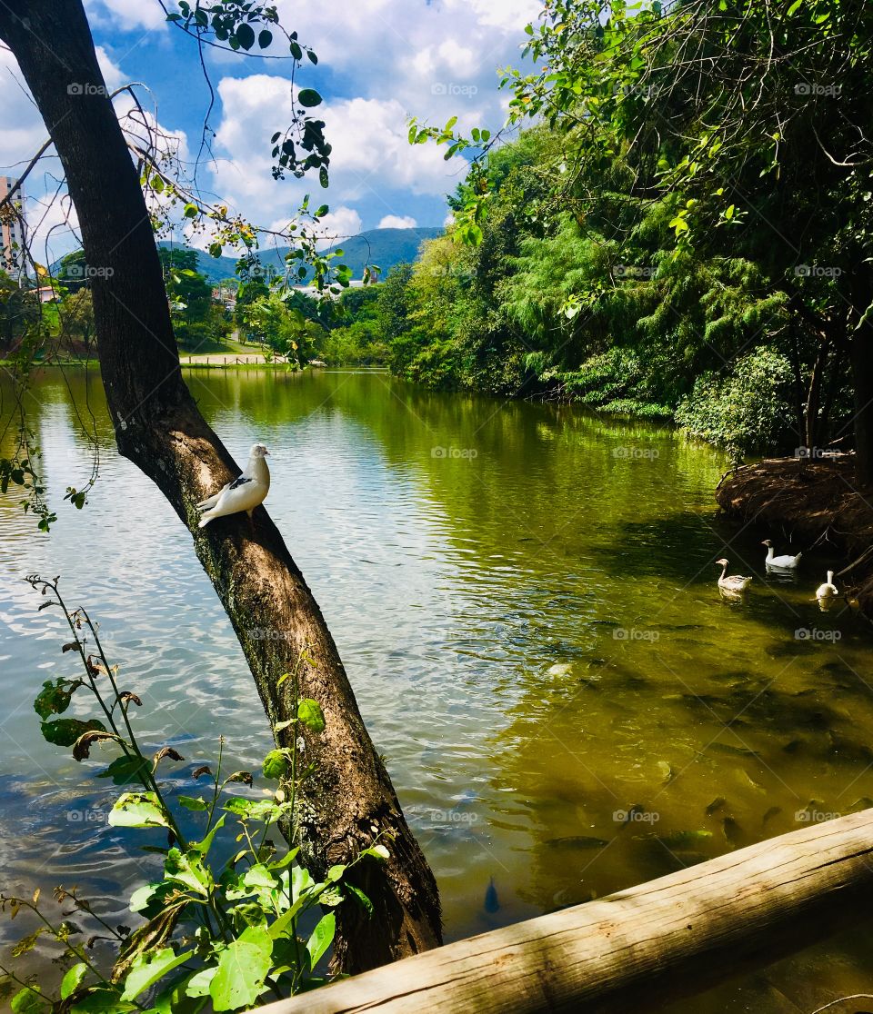 Uma das paisagens mais legais de Jundiaí: o Parque Botânico Eloy Chaves, onde a natureza esbanja beleza!