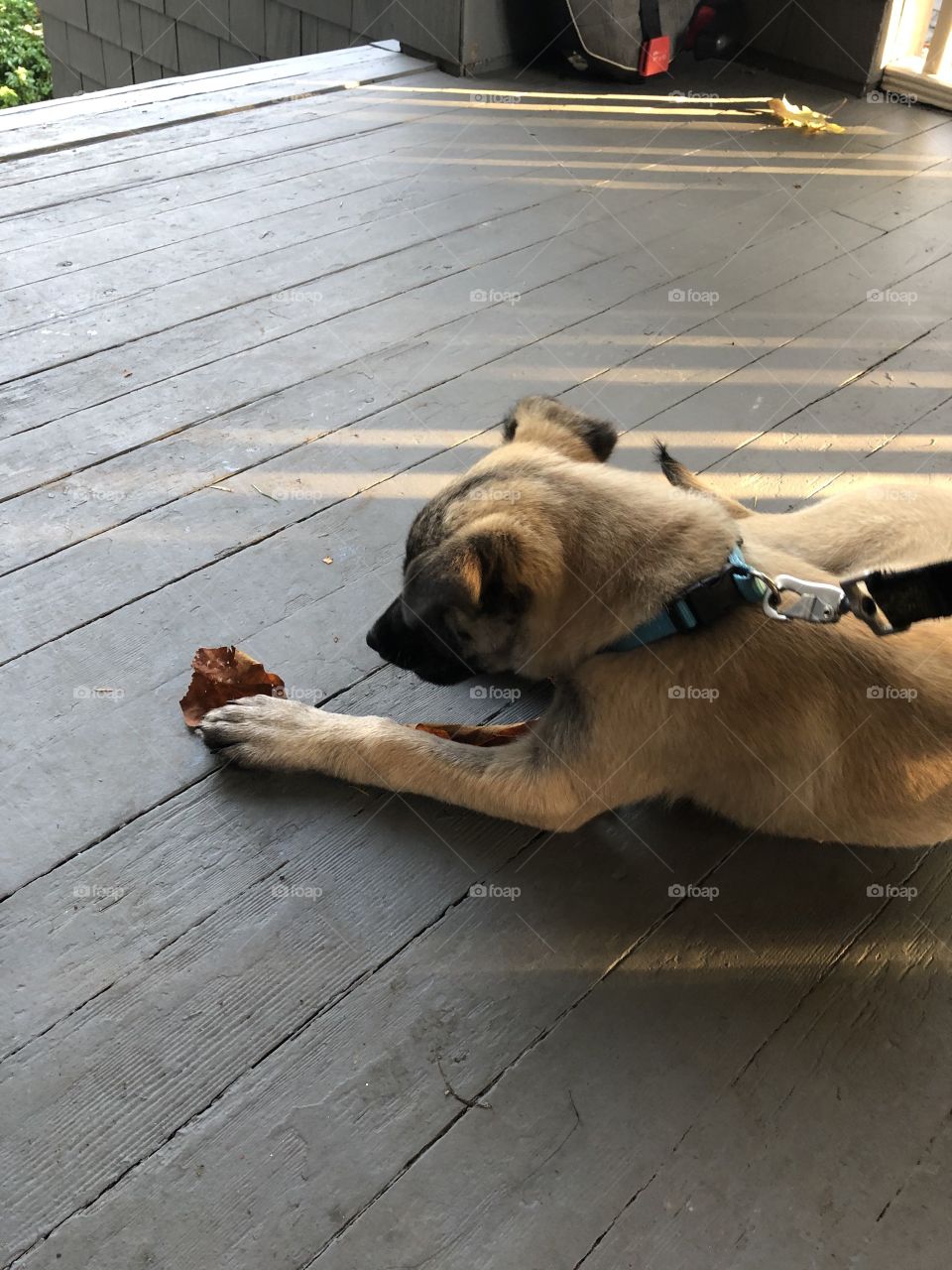 Dog and the leaf on a summer evening 