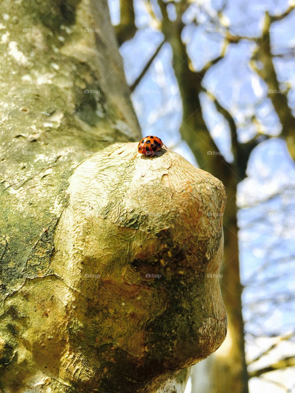 Ladybug 