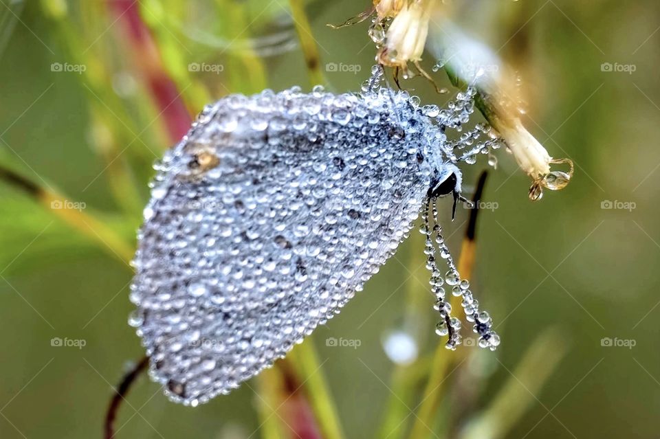 An Eastern Tailed-blue clings you a bloom patiently waiting for the warmth of the day. The dew droplets offer the appearance of this tiny butterfly encrusted with diamonds. Raleigh, North Carolina.