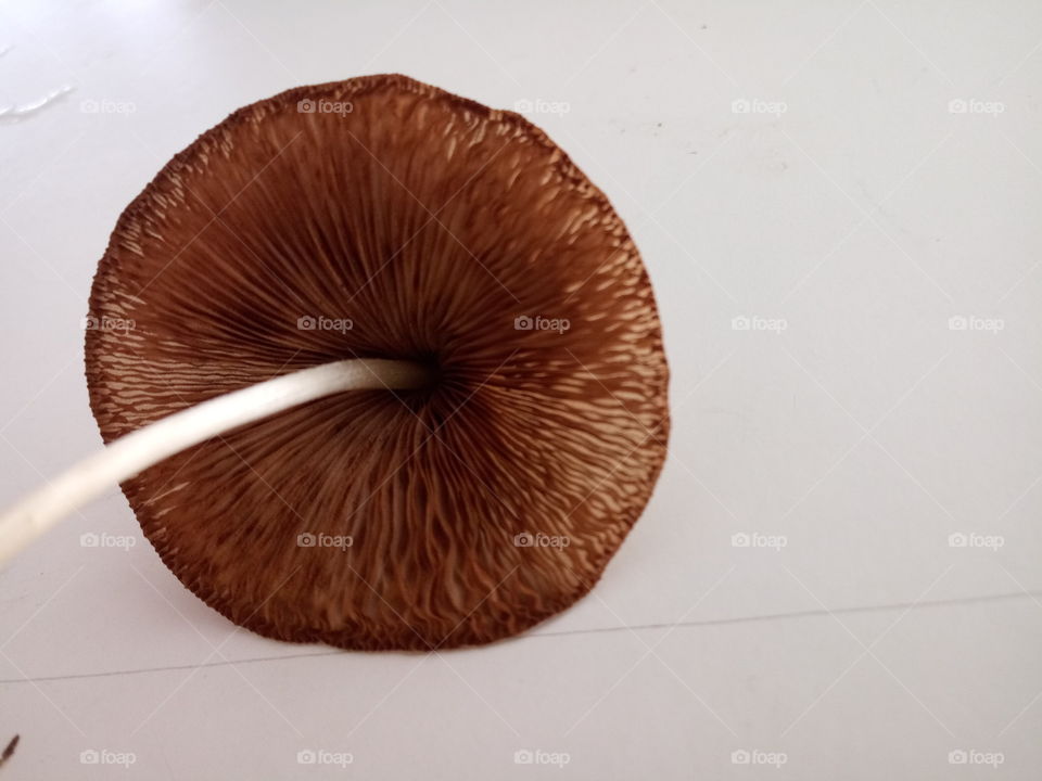 gills of a mushroom on a white background