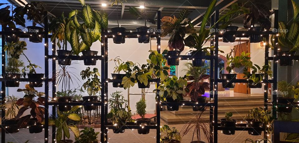 light colors, plants