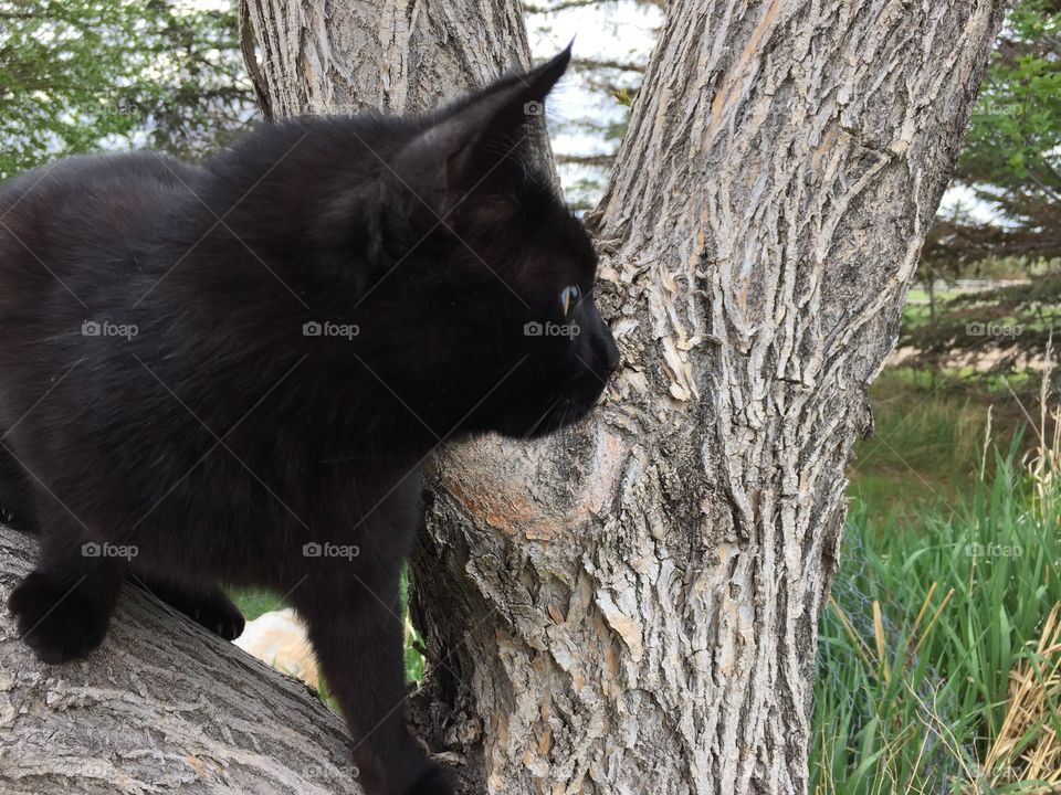 On the Hunt. Our cat, Jade, on the hunt