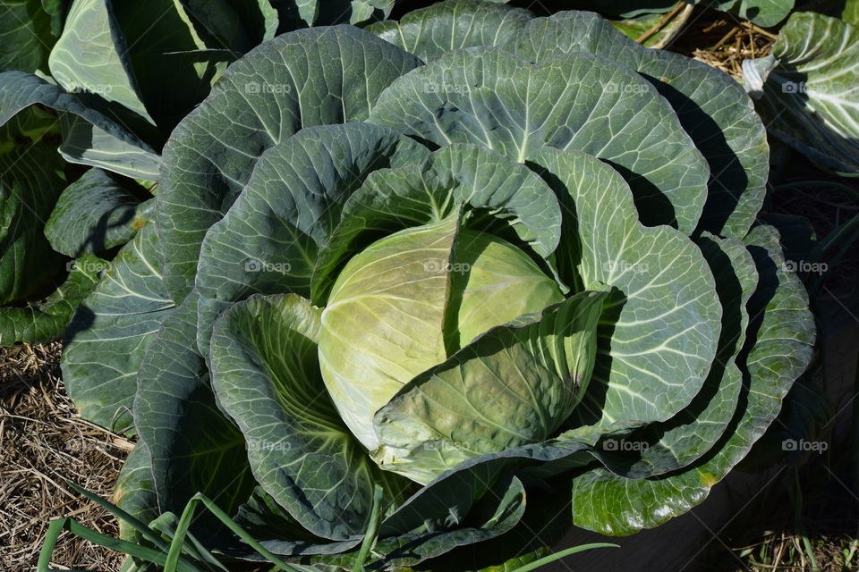 Cabbage In the Garden