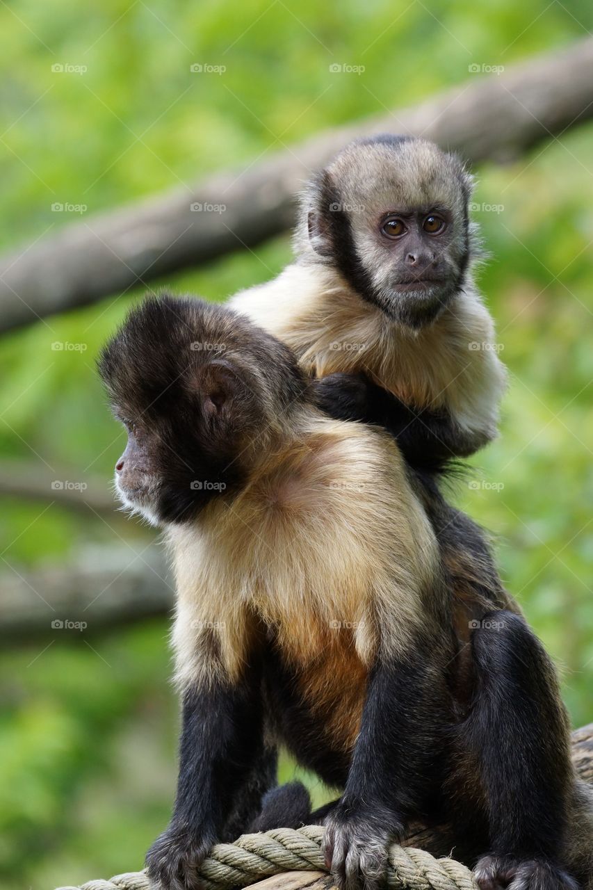 Capucins à poitrine jaune