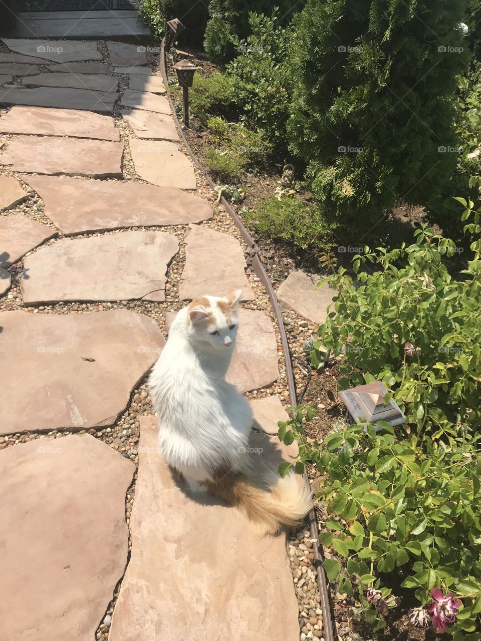 White cat with orange tail on garden path 
