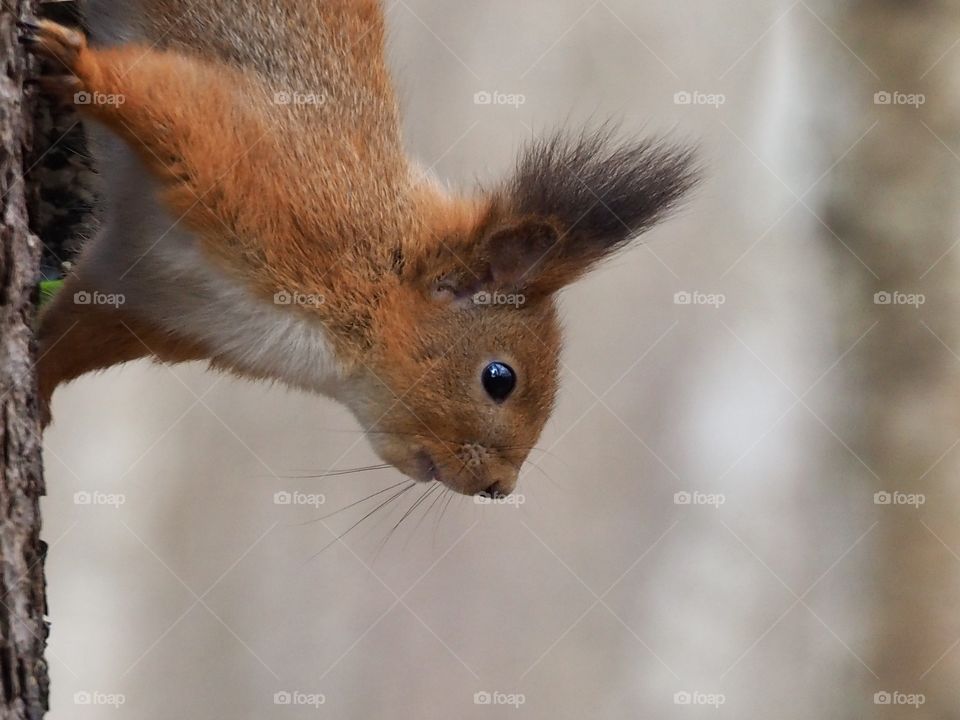 Squirrel