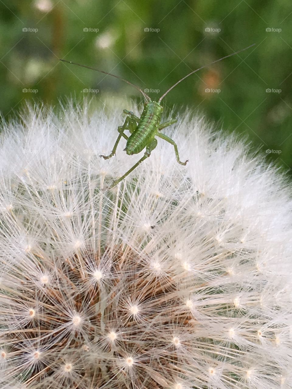 grasshopper: small inhabitant of the big world