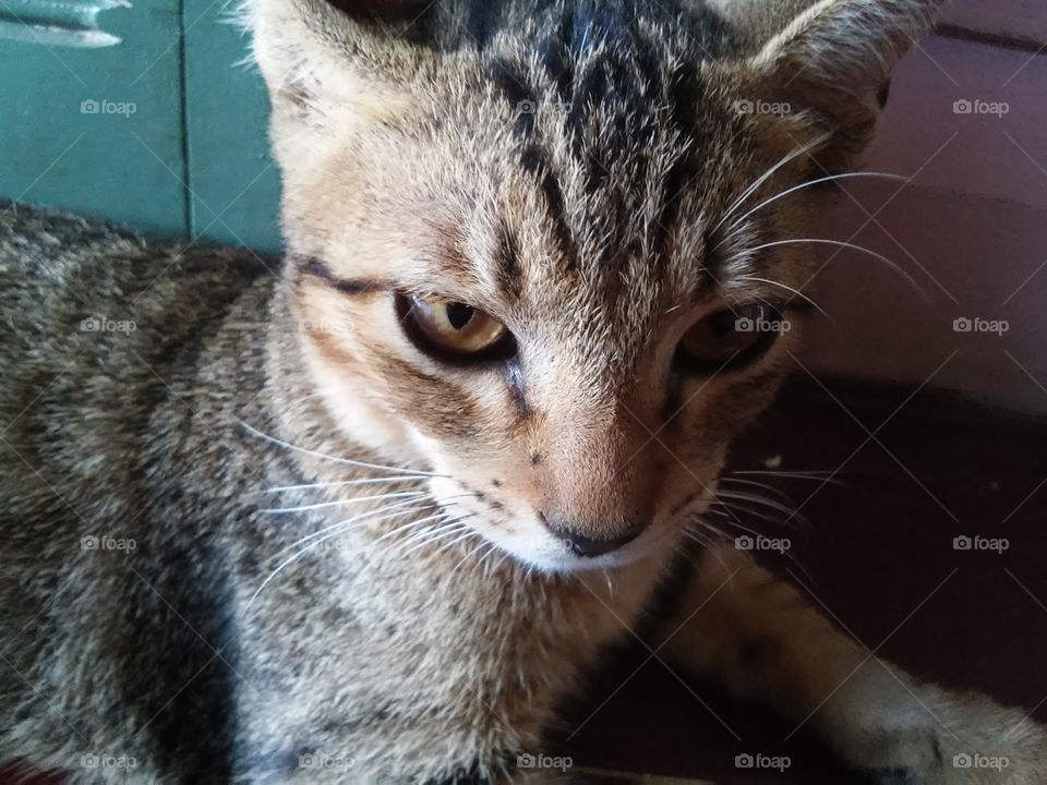 gatinho olhando pro nada