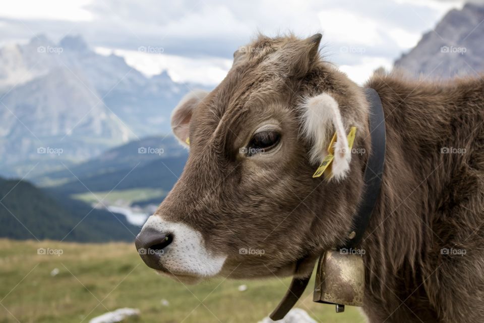 Beautiful cow wearing a cowbell , in the Alps mountains - ko med bjällra i alperna bergen