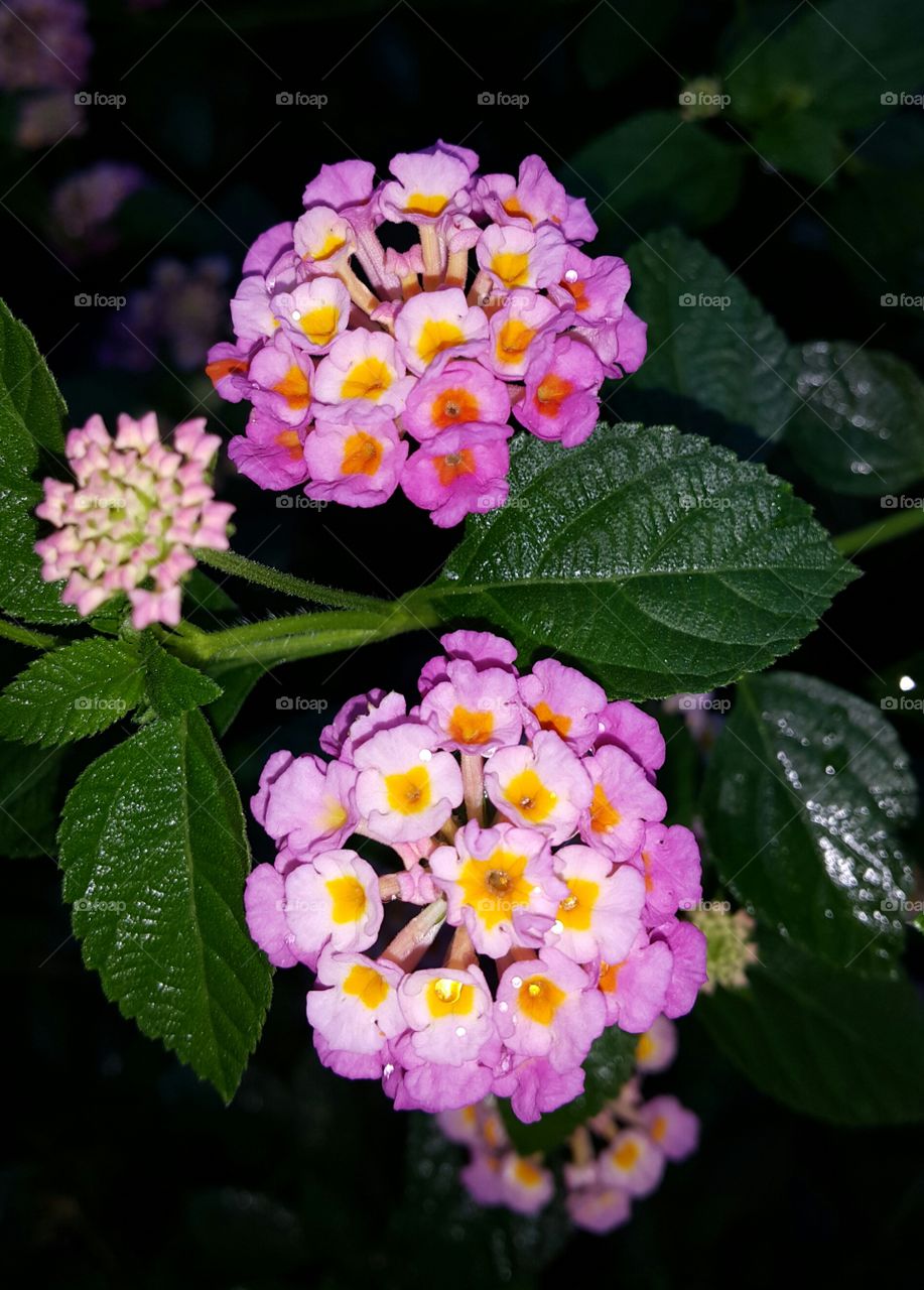 Lantana camara