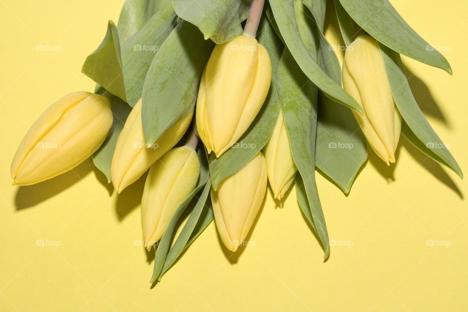Yellow tulip on yellow background