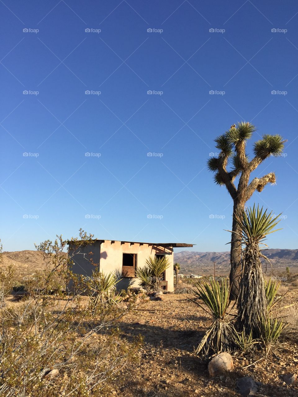An abandoned cabin in Joshua Tree.