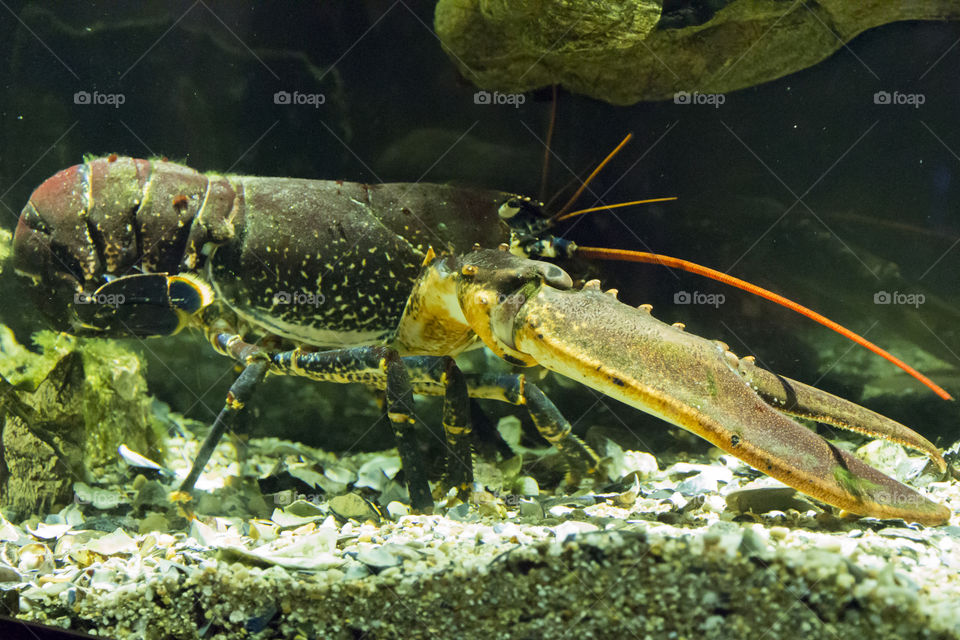 Live lobster - Levande hummer