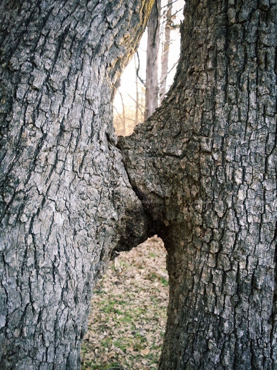 Kissing Trees