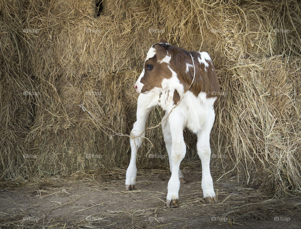 Two days old baby cow standing in a barn