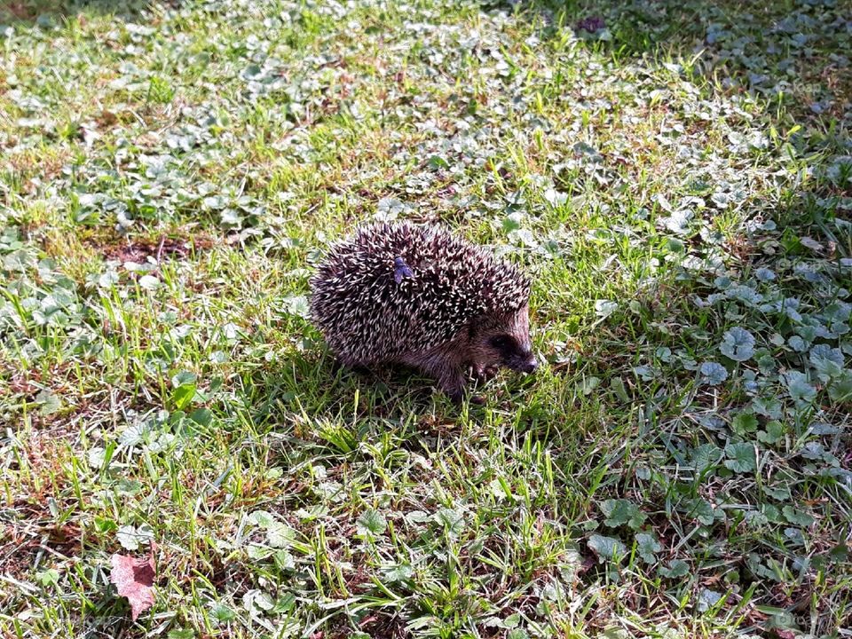 Little hedgehog on the grass